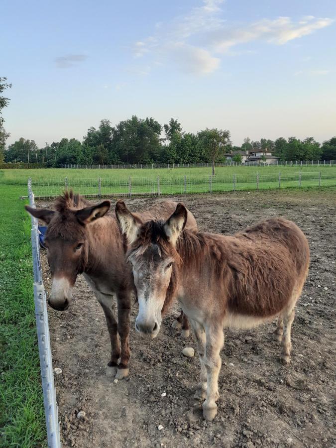 Azienda Agrituristica Ai Prai Castello Di Godego Eksteriør billede